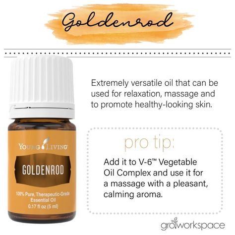 Goldenrod Essential Oil Young Living, Bedroom Diffuser, Goldenrod Essential Oil, Yl Essential Oils, Yellow Tops, Golden Rod, Latin Words, Young Living Essential Oils, Young Living