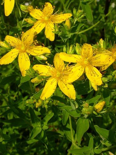 Hypericum perforatum -  Millepertuis commun - Common St. John's Wort Hypericum Perforatum, Bee Friendly Plants, St John's Wort, Asclepias Tuberosa, Harvesting Herbs, Fragrant Plant, Balloon Flowers, Organic Seeds, Growing Seeds