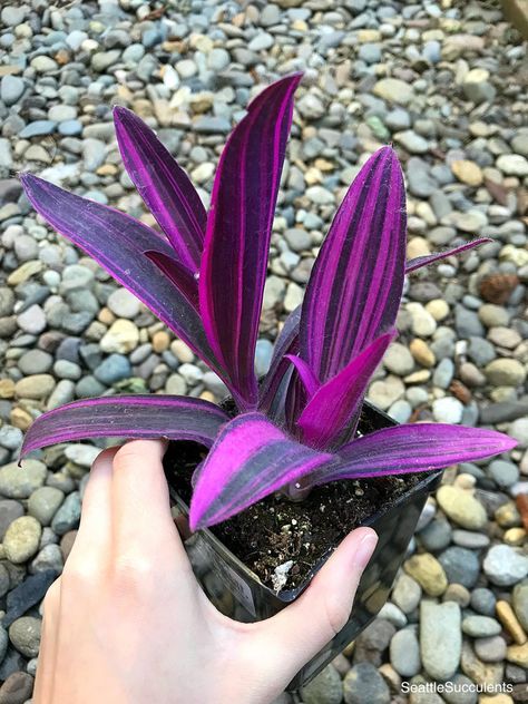 Purple Heart Plant, Jew Plant, Wandering Jew Plant, Wandering Jew, Shade Garden Plants, نباتات منزلية, Purple Plants, Inside Plants, Pink Plant