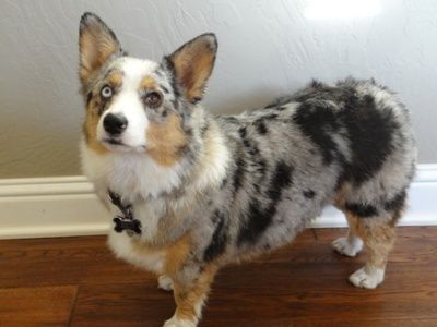 25 UNREAL Corgi Dog Cross Breeds You’ve Got To See To Believe Corgi Australian Shepherd, Corgi Aussie Mix, Corgi Husky Mix, Merle Corgi, Australian Shepherd Red Tri, Australian Shepherd Training, Corgi Cross, Aussie Mix, Aussie Shepherd