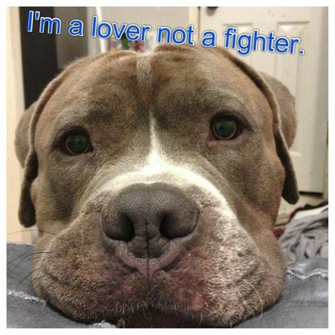 Bull Quotes, Lover Not A Fighter, Cute Pitbulls, Pitt Bulls, Bulldog Breeds, Flash Games, Pit Bull Love, Favorite Animals, Pitbull Lover