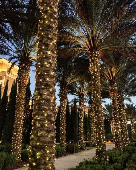 Palm Tree Lights Outdoor, Backyard Lawn Ideas, Palm Tree Wedding Decor, Palm Tree Christmas Lights, Lightning Ideas, Palm Trees Garden, Lighting Tree, Palm Tree Lights, Lawn Ideas