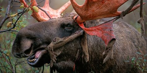 While shedding velvet is a common annual occurrence among bull moose, photographers aren't often on hand to document the graphic details. Moose Munch, Badass Pictures, Bull Moose, Trophy Hunting, Feral Cats, White Sharks, Great White Shark, Zoo Animals, Antlers