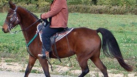 10 Gaited-Horse Myths: Busted! | Horse&Rider Gaited Horses, Myth Busted, Trail Riding, Horse Stuff, Animal Friends, Horse Rider, Animals Friends, Horses, Animals