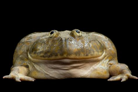 Budgett's Frog (Lepidobatrachus laevis) at the National Aquarium in Baltimore. Chinese Giant Salamander, Frog Photo, Giant Salamander, Frog Species, Small Frog, Frog Pictures, Glass Frog, Dart Frog, Endangered Animals