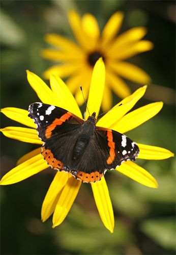 Stunning! Admiral Give Butterflies, Rudbeckia Flower, Moth Photos, Red Admiral Butterfly, Admiral Butterfly, Types Of Butterflies, Butterfly Species, Big Butterfly, Bugs And Insects