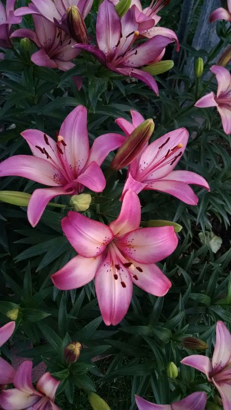 Lilies In The Garden, Different Types Of Lily Flowers, African Lily Flowers, Beautiful Lily Flowers, Different Lily Flowers, Dragon Lily Flower, Lily Asethic, Pink Lillie’s, Lillies Flowers Aesthetic