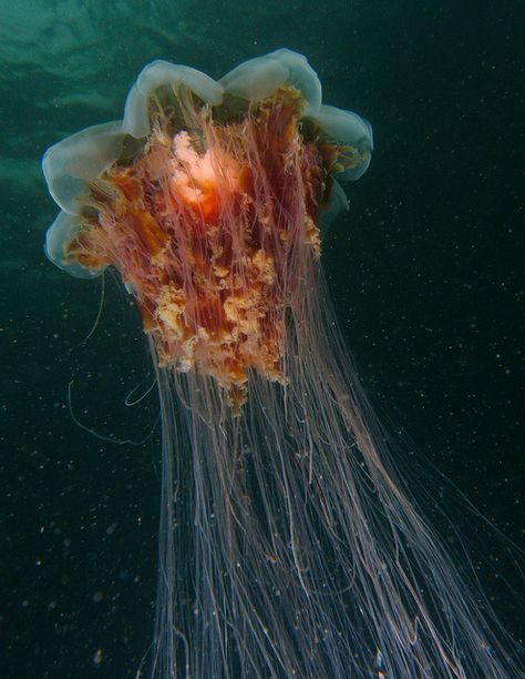 Lions Mane jellyfish Jellyfish Species, Lion's Mane Jellyfish, Jellyfish Pictures, Sea Jellies, Lions Mane, Jellyfish Tattoo, Lion's Mane, Lion Mane, Underwater Life