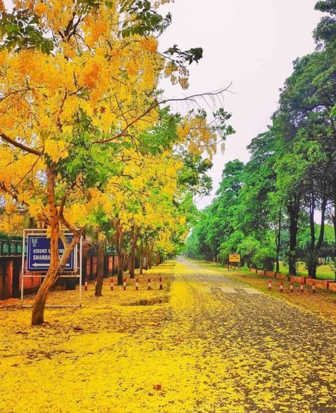 Amaltas Tree, Cassia Fistula, Flower Tree, In Full Bloom, Flowering Trees, Yellow Flower, Bright Yellow, Yellow Flowers, Country Roads