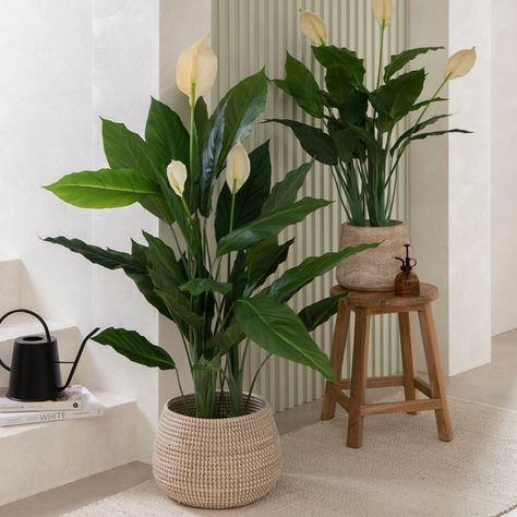 Houseplants That Beat the Summer Heat Peace Lily Plant Care, Artificial Indoor Trees, Lily Plant Care, Plantas Interior, Lily Plant, Peace Lily Plant, Plant Styling, Room Cooler, Indoor Trees