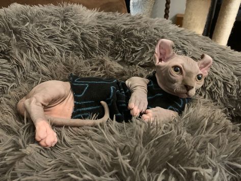 My sweet Eeky just laying back and relaxing. Such a good boy😍 Blue Dwelf Sphynx, Cat, Kitty, Sphynx, Love, Elf, Bambino, Cute, Kitten, Baby. Instagram - @icelusthedwelf French Girls, Cute Kitten, Good Boy, Sphynx Cat, Sphynx, Boy Blue, French Bulldog, Elf, Kittens