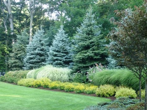 I like the large evergreens with the graceful grasses in front.  The yellow shrubs in front add to the color combination. Evergreen Landscape, Conifers Garden, Privacy Trees, Landscaping Trees, Privacy Plants, Privacy Landscaping, Landscaping With Boulders, Backyard Privacy, Garden Shrubs