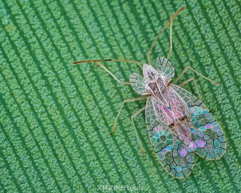 Macro Micro World Photos on Instagram: "Lace bug (stephanitis typicus), photo taken by @xkzdiffuser" Micro World, General Biology, Medical Questions, Beautiful Bugs, World Photo, Bugs And Insects, Text Pictures, Homework Help, Biology