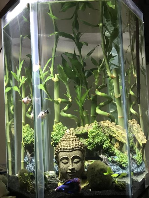 10 gallon,hexagon,betta tank with bride, Buddha, and bamboo. Moss balls and banana plants. 1 betta with company. Buddah Theme Fish Tank, Hexagon Aquarium Ideas, Bamboo Aquascape, Hexagon Fish Tank Ideas, Fish Tank 10 Gallon, Bamboo Fish Tank, Crystal Fish Tank, Hexagon Fish Tank, Hexagon Aquarium