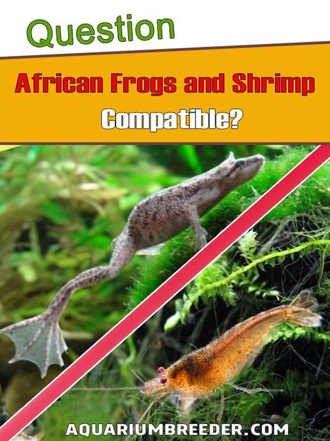 Frog Aquarium Ideas, African Frogs, Pet Shrimp, Water Terrarium, Frog Tank, Frog House, Fish Garden, Community Tanks, Shrimp Tank