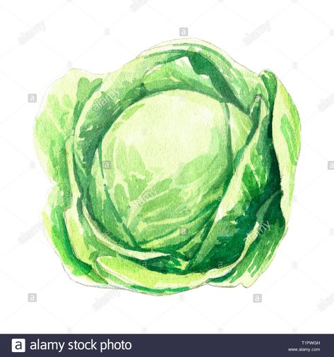 Download this stock image: cabbage watercolor illustration on white background - T1PWGH from Alamy's library of millions of high resolution stock photos, illustrations and vectors. Cabbage Watercolor, Colored Pencil Drawing Tutorial, Pencil Drawing Tutorials, Still Life Fruit, Colored Pencil Drawing, Tee Shirt Designs, Food Illustrations, Art Drawings Simple, Watercolor And Ink