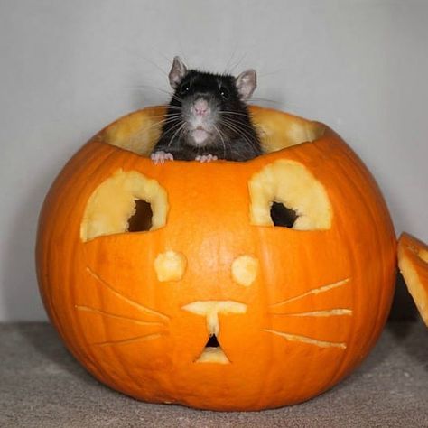 🎃 #Pumpkins starting to go bad on your doorstep? Be sure to dispose of them properly! 🐀 They might look spooky to us, but they look like a meal to #rats. ⚠️ "Pumpkin dumping" can be a threat to you & your home. Read the whole story: https://localrags.co.uk/2022/10/31/warning-that-halloween-pumpkin-dumping-in-kent-woodland-is-a-serious-threat-to-wildlife/ #Rat #Rodents Rat Pumpkin Carving, Rat Pumpkin, Rat Halloween, Mole Rat, Pumkin Carving, Cute Rats, Mouse Rat, Carving Ideas, Hamsters