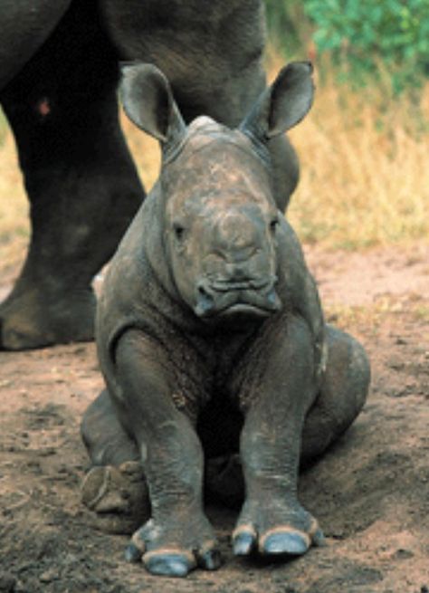 David Attenborough and the blind baby rhino..... TOO EMOTIONAL! Rhino Species, African Rhino, Save The Rhino, Baby Rhino, Incredible Creatures, African Animals, Hippopotamus, Annual Report, Wild Life