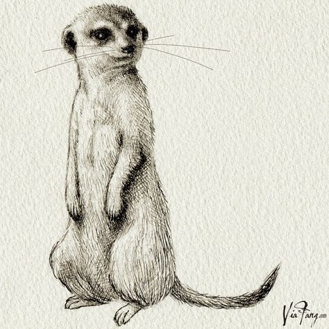 one of the meerkats for TRAD Philosophy 2014 autumn/winter lookbook #meerkat Meerkat Tattoo Minimalist, Meerkats Drawing, Meerkat Sketch, Meerkat Tattoo, Meerkat Drawing, Meerkat Art, Sloth Art, Winter Lookbook, Creature Drawings