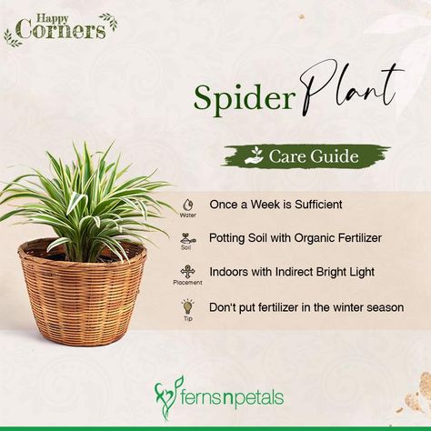 Spider Plant Care, Indoor Plant Care Guide, Plant Care Guide, Plant Care Instructions, Plant Care Houseplant, Buy Plants Online, Spider Plant, Vegetable Garden Diy, Succulent Garden Diy