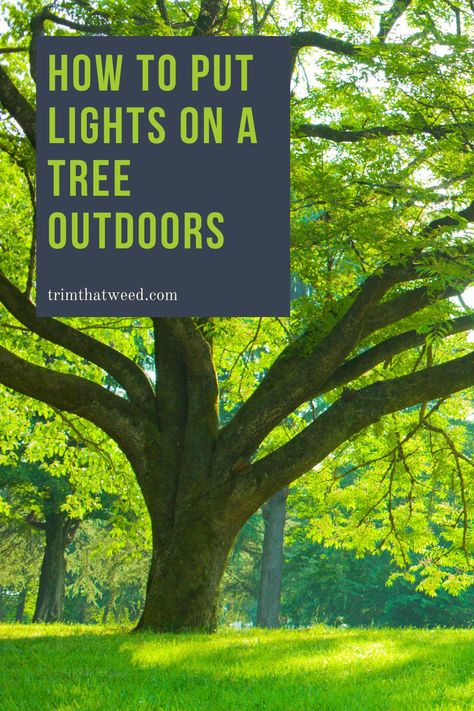 Add some more light to your yard. Check out our guide on how to put lights on your trees outside! #outdoorlights #lighttrees #trees Fairy Tree Lights, Backyard Tree Lights, Solar Lights In Trees, Solar Tree Lights Outdoor, How To Put Lights On Outdoor Tree, Lights In Trees Backyard, Garden Lighting Ideas Outdoor Solar, Lights On Trees Outside, Lights In Trees