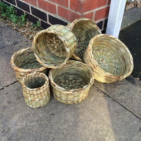 English rush baskets 15th century Rush Basket Weaving, Rush Baskets, Ivy Basket Weaving, Raffia Crafts, Honeysuckle Basket Weaving, Reed Basket, Basket Weaving Foraging, Macrame Basket, Seasonal Crafts