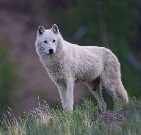 Tundra Wolf, Arctic Wolf, Grey Fox, Northwest Territories, Wild Wolf, Beautiful Wolves, Grey Wolf, Wild Dogs, Beautiful Animals