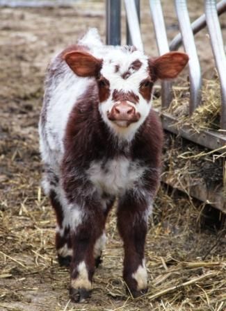 Calf... How cute is he @Pamela Hichens Marquardt McIntosh @Kelly Teske Goldsworthy Dawn @Dana Curtis McIntosh ???? Cow Pics, Show Cows, Baby Daisy, Mini Cows, Show Cattle, Fluffy Cows, Cow Pictures, Beef Cattle