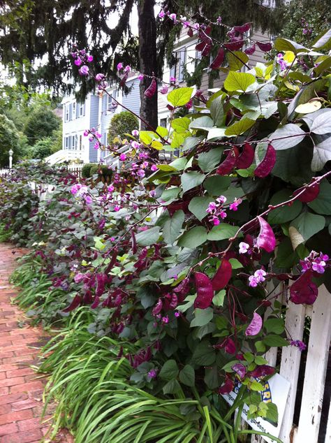 I need some hyacinth beans replacements! Purple Hyacinth Bean Vine, Nitrogen Fixers, Hyacinth Bean, Hyacinth Bean Vine, Butterfly Garden Plants, Vine Plants, Bean Varieties, Purple Hyacinth, Goth Garden