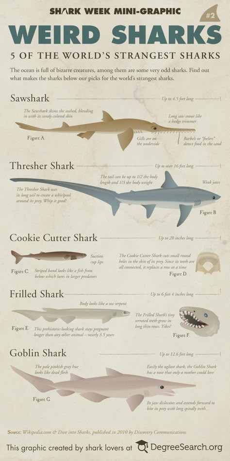 Weird Sharks, Different Types Of Sharks, Oceanography Marine Biology, Shark Species, Thresher Shark, Types Of Sharks, Shark Stuff, Shark Facts, Jump Training