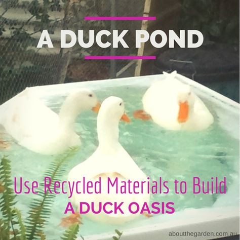 Duck Pool Ideas, Duck House Diy, Quack Shack, Duck Waterer, Duck Pool, Duck Pens, Backyard Ducks, Cheap Pool, Outdoor Ponds