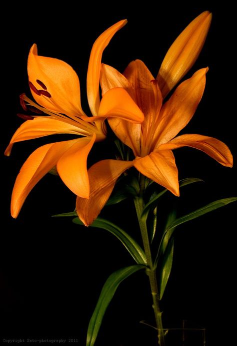 Orange Lily Flower, Floral Photoshoot, Orange Lilies, Beautiful Flowers Photography, Arte Van Gogh, Nothing But Flowers, Flower Therapy, Arte Inspo, Arte Floral