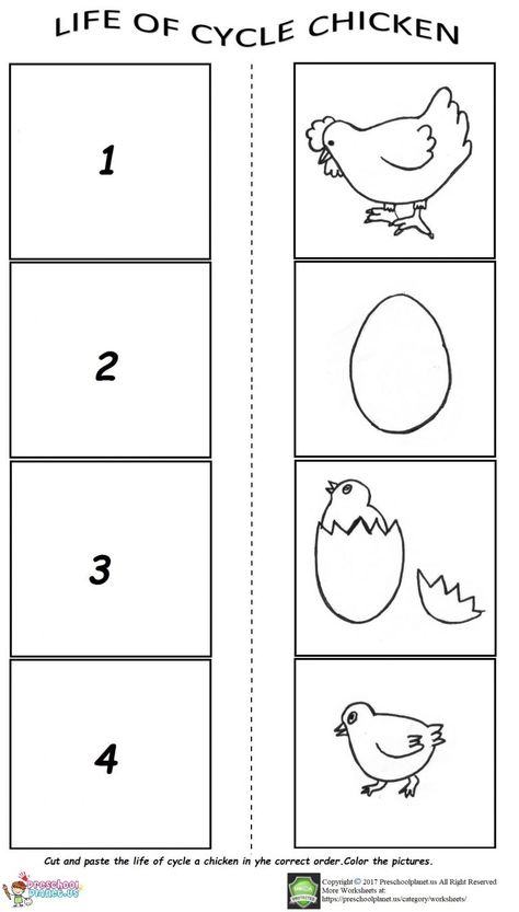 life of cycle worksheet Chicken Life Cycle Activities, Life Cycles Kindergarten, Life Cycle Of A Chicken, Plant Life Cycle Worksheet, Life Cycles Preschool, ملصق تحفيزي, Cycle For Kids, Chicken Life Cycle, Life Cycle Craft