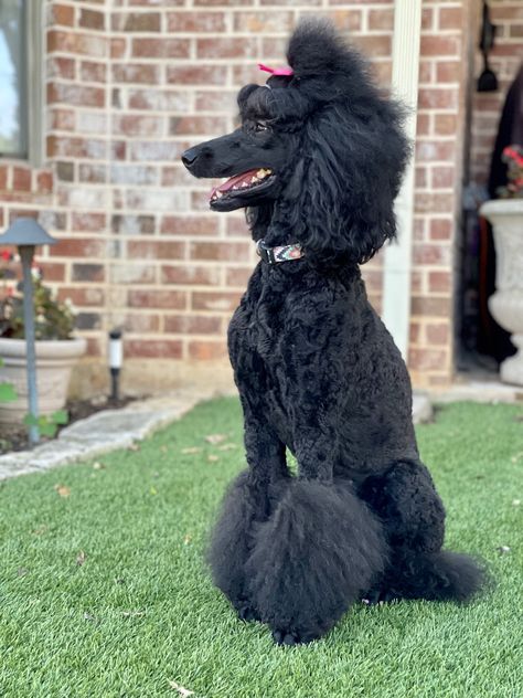 Poodle Top Knot Standard Poodle Top Knot Styles, Poodle Top Knot Styles, Poodle Top Knot, Standard Poodle Puppy Cut, Female Standard Poodle, Poodle Teddy Bear Cut, Standard Poodle Cuts, Poodle Hairstyles, Standard Poodle Haircuts