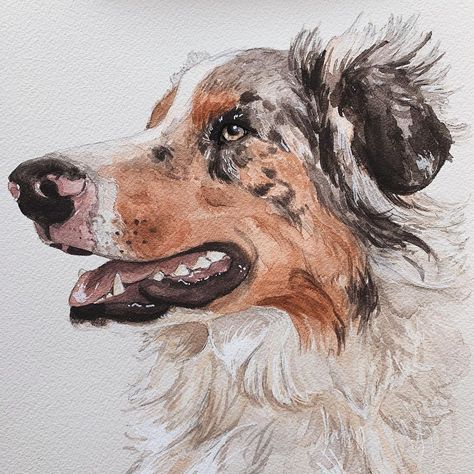 Julie K. on Instagram: “A gorgeous Australian Shepherd I was asked to paint this holiday season! Any dog with freckles, spots, or three colors is always so fun for…” Australian Shepherd Watercolor, Australian Shepherd Painting, Shepherd Painting, Australian Shepherd Blue Merle, Watercolor Pet Portraits, Watercolor Ideas, Drawing Projects, Dog Paintings, Watercolor Portraits