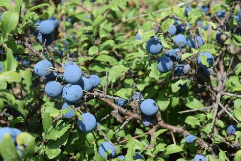 Evergreen Huckleberry Pacific Northwest, Evergreen Huckleberry, Huckleberry Bush, Edible Berries, Window Plants, Pacific Nw, Food Forest, Native Garden, Evergreen Shrubs