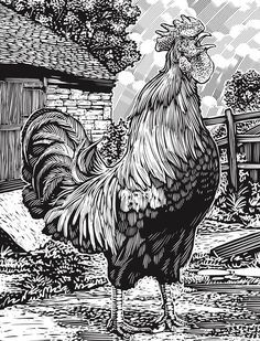 Cockerel Art, Woodcut Art, Scratchboard Art, Linocut Printmaking, Lino Art, Rooster Art, Designs Coloring Books, Dover Publications, Linocut Art