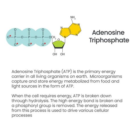 Adenosine triphosphate and adenosine diphosphate comparison and cycle science vector education infographic Adenosine Triphosphate, Science Vector, Educational Infographic, Medical Knowledge, Amino Acid, High Energy, Zen, Cycling, Medical