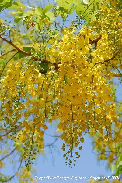 Golden Showers Tree, Cassia Fistula, Purple Pages, Mimosa Tree, Brick Ideas, Flowering Tree, Parrot Tulips, Wonderful Flowers, Ornamental Trees