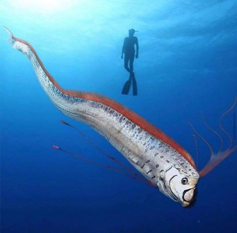 Bio Sapiens on Instagram: “Oarfish are large, greatly elongated, pelagic lampriform fish belonging to the small family Regalecidae. Found in all temperate to tropical…” Garden Wild, Flower Mountain, Water Creatures, Deep Sea Creatures, Life Aquatic, Beautiful Sea Creatures, Unusual Animals, Aquatic Animals, Beautiful Fish