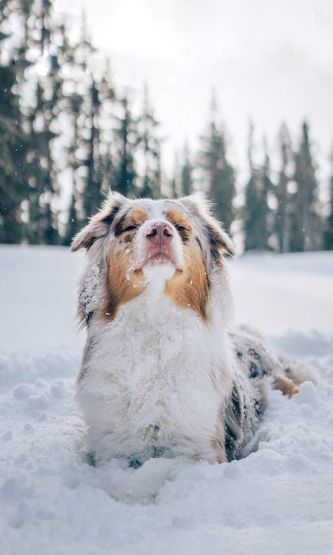 Blue Merle Australian Shepherd, Merle Australian Shepherd, Australian Shepherd Blue Merle, Shepherd Dog Breeds, Reactive Dog, Aussie Puppies, Dog Photoshoot, Cute Dog Photos, Cute Animals Puppies