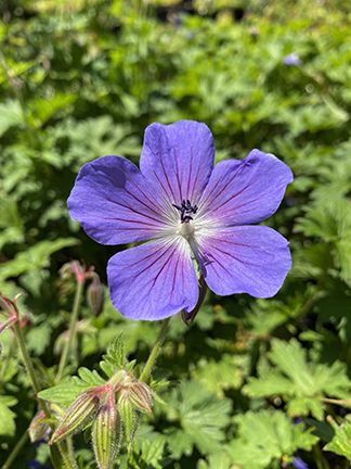 Geranium himalayense ‘Baby Blue’ at Digging Dog Nursery Geranium Himalayense, Digging Dogs, Plant Palette, Shade Loving Perennials, Hardy Geranium, Dog Nursery, Red Veins, Violet Flowers, Woodland Garden