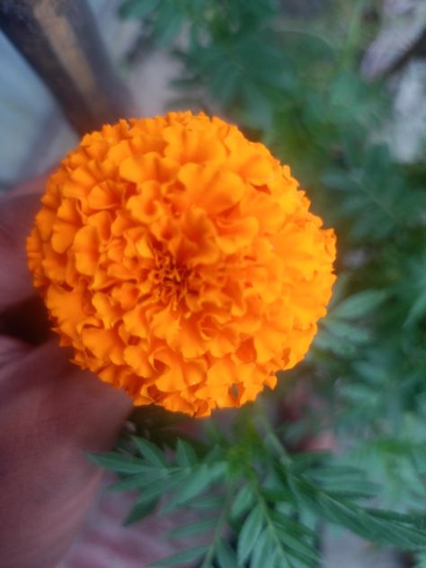 The name of this flower is gandha, it is very famous and its fragrance is very beautiful, Math Tricks, Fragrance, Flowers