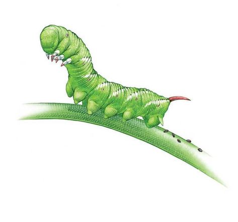 Tomato Hornworm, Organic Insecticide, Squash Bugs, Cucumber Beetles, Organic Pesticide, Organic Pest Control, Best Pest Control, Japanese Beetles, Bug Control