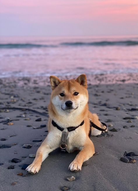 Shiba Inu Puppy Aesthetic, Shiba Inu Aesthetic, Shiba Puppies, Shiba Inu Funny, Shiba Inu Cute, Akita Inu Dog, Akita Inu Puppy, Shiba Inu Puppies, Inu Shiba