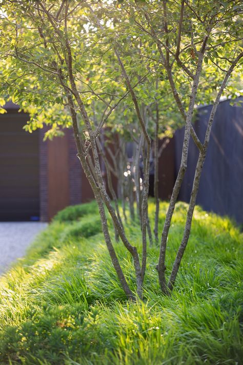 Contemporary Planting Design, Frontage Landscape Design, Modern English Garden Landscapes, Uk Garden Ideas, Modern Country Garden, Multistem Trees, Garden Ideas Backyard Landscaping, Landscape Edit, Garden Gravel