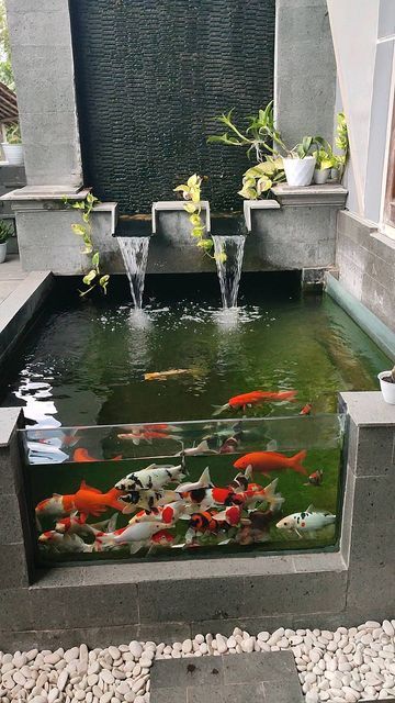 House Fish Pond, Koi Fish Pond Inside House, Koi Fish Tank Indoor, Fishpond Ideas, Diy Koi Pond, Fish Pond Ideas, Small Fish Pond, Fish Ponds Backyard, Indoor Pond