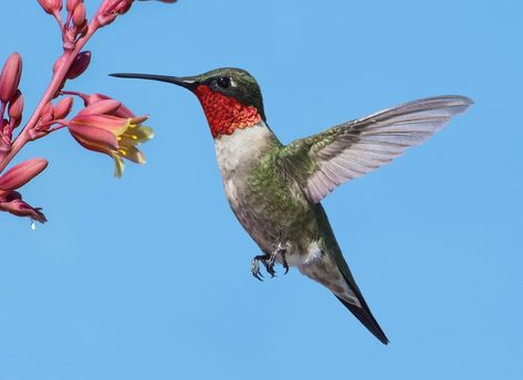 7 Facts About Ruby-Throated Hummingbirds You Should Know Ruby Throated Hummingbird Photography, Hummingbird Photos Wildlife Photography, Hummingbird Accessories, Ruby Hummingbird, Cageless Birds, Red Throated Hummingbird, Hummingbird Tattoos, Hummingbird Colors, Abc Animals