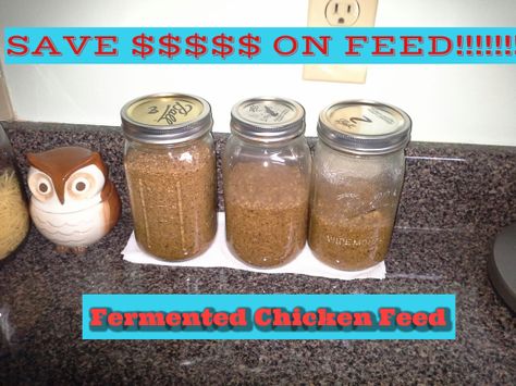 Fermented chicken feed Fermented Chicken Feed, Fermenting Chicken Feed, Farm Stuff, Keeping Chickens, Chicken Feed, Chickens And Roosters, Chicken Farm, Raising Chickens, Fermenting