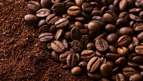 Plants & Shrubs That Like Coffee Grounds Old Coffee Grounds, Elf Paladin, Steeped Coffee, Holly Bush, Drip Coffee Makers, Making Coffee, Uses For Coffee Grounds, Blueberry Bushes, Make Coffee